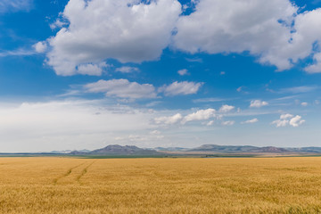 Fototapeta na wymiar Green hills in summer wheat field 1