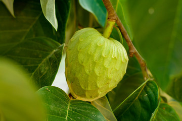 Plantations of cherimoya custard apple fruits in Granada-Malaga Tropical Coast region, Andalusia, Spain, green cherimoya growing on tree