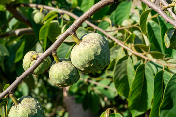 Plantations of cherimoya custard apple fruits in Granada-Malaga Tropical Coast region, Andalusia, Spain, green cherimoya growing on tree