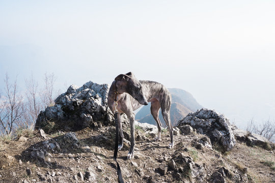 A greyhound on the peak of a mountain