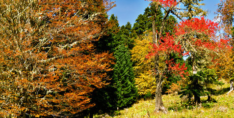 Fototapeta premium Panoramic view of autumn forest with gold, red and green trees