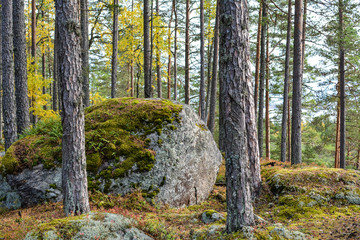 Fototapeta premium Large gray stone among pines and firs
