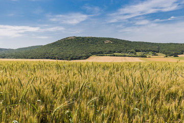 Green hills in summer wheat field 3