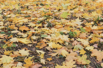 autumn leaves on ground