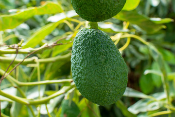 Cultivation of tasty hass avocado trees, organic avocado plantations in Costa Tropical, Andalusia, Spain