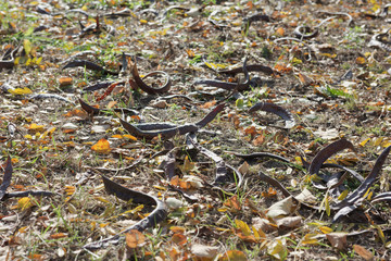 autumn leaves and acacia fruits