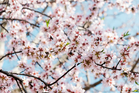 almond tree in bloom