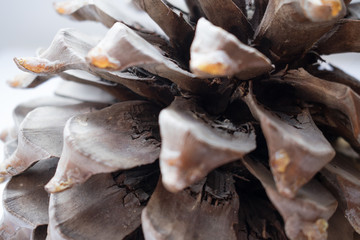 Christmas pine cone on white