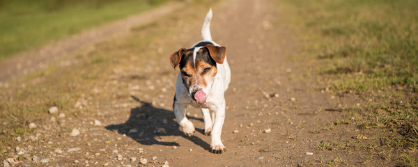 Old little cute Jack Russell Terrier dog runs joyfully over a road beside the meadow