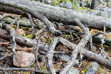 Dry tree trunks lie in the forest