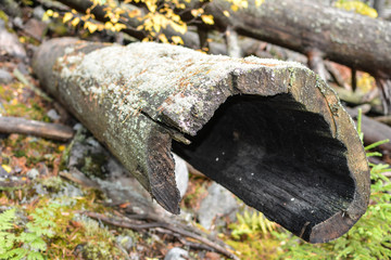 Dry pine trunk in the forest