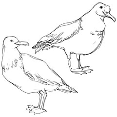 Vector Sky bird seagull in a wildlife. Black and white engraved ink art. Isolated seagull illustration element.