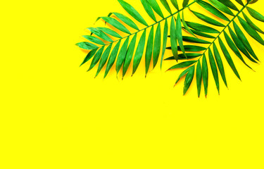 Bright yellow background with palm leaves. Close-up, copy space
