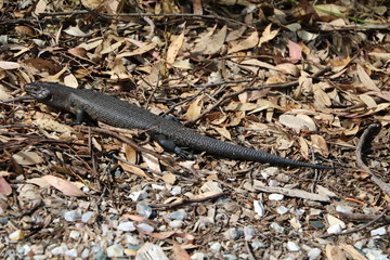 Tiliqua scincoides in Western Australia