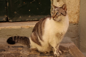 Katze in Lissabon