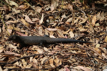 Tiliqua scincoides in Western Australia