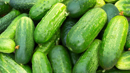 Cucumbers green background.