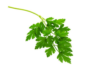 Parsley  leaf isolated on white.
