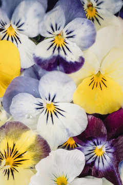Extreme close up of violets pattern