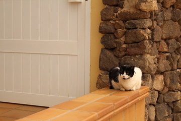Katze auf Fuerte 2
