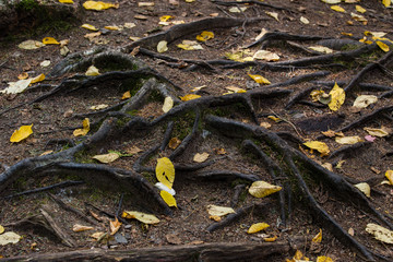 roots, leaves and forest ground