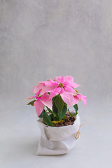 Christmas pink poinsettia potted isolated on the concrete background