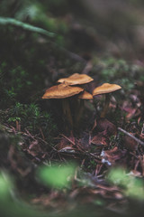 mushroom in the forest