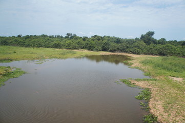 Pantanal, Mato Grosso, Brazil. Brazilian wildlife.