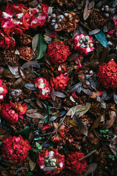 Decaying Camellia Flowers