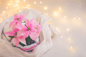 Christmas pink poinsettia potted with beige knitted pullover with sparkling garland