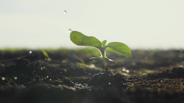 Agriculture eco farming. World soil day concept: drops of water fall on a plant sprout plant with green petals in the ground field soil sways in the wind. watering a plant slow motion green leaves