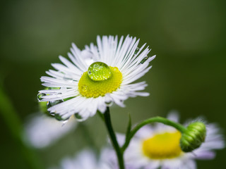 Fototapeta premium Ein einzelner großer Wassertropfen auf einer Blüte.
