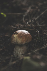 mushroom in the forest