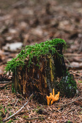 Mushroom in the forest close to very old stump, Czech Republic.