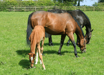 Mares and foal graze in the field.