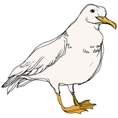 Vector Sky bird seagull in a wildlife. Black and white engraved ink art. Isolated seagull illustration element.