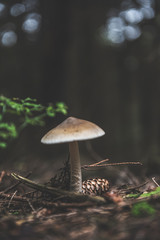 mushroom in the forest