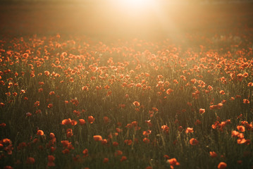 Poppy flowers on field in sunshine