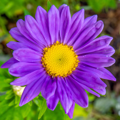 Purple aster