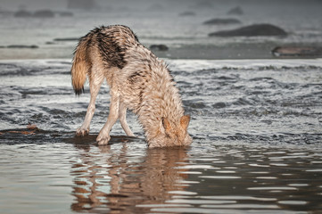 Fototapeta na wymiar Grey Wolf (Canis lupus) Head Underwater in River Autumn
