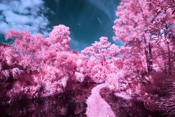 Black water creek through pink trees