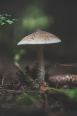 mushroom in the forest
