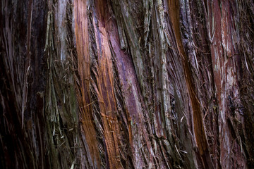 Obraz premium bark of a tree