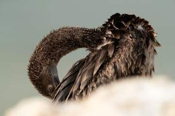 Closeup of  Socotra cormorant preening, Bahrain 