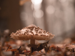 Harmonische Aufnahme von einen einzelnen großen Schirmpilz im Wald und Gegenlicht.