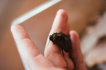 Hand holding a juvenile Giant Burrowing Cockroach