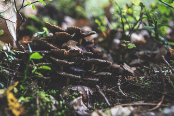 mushrooms in forest