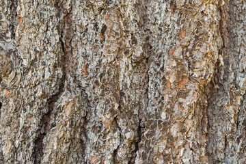 tree bark