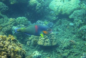 Naklejka na ściany i meble Green and blue parrotfish in coral reef, underwater photo. Colorful tropical fish underwater photo. Parrotfish in wild nature