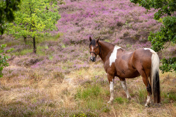 Obraz premium Pferd in regnerischer Heidelandschaft